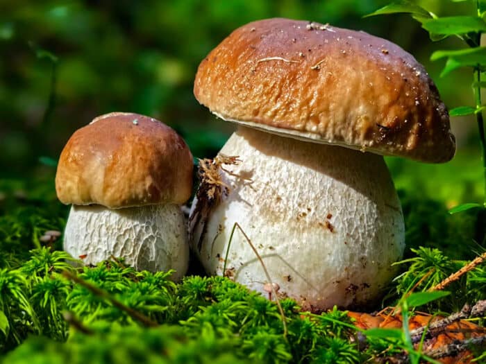 Turismo micológico en la Sierra Oeste de Madrid - Restaurante 7 Capillas - Hacienda La Coracera