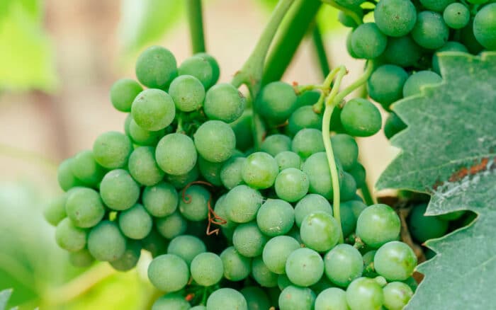 Uva malvar en San Martín de Valdeiglesias - Restaurante 7 Capillas - Hacienda La Coracera