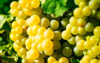 Vendimia de Albillo Real 2025 en San Martín de Valdeiglesias - Restaurante 7 Capillas Hacienda La Coracera