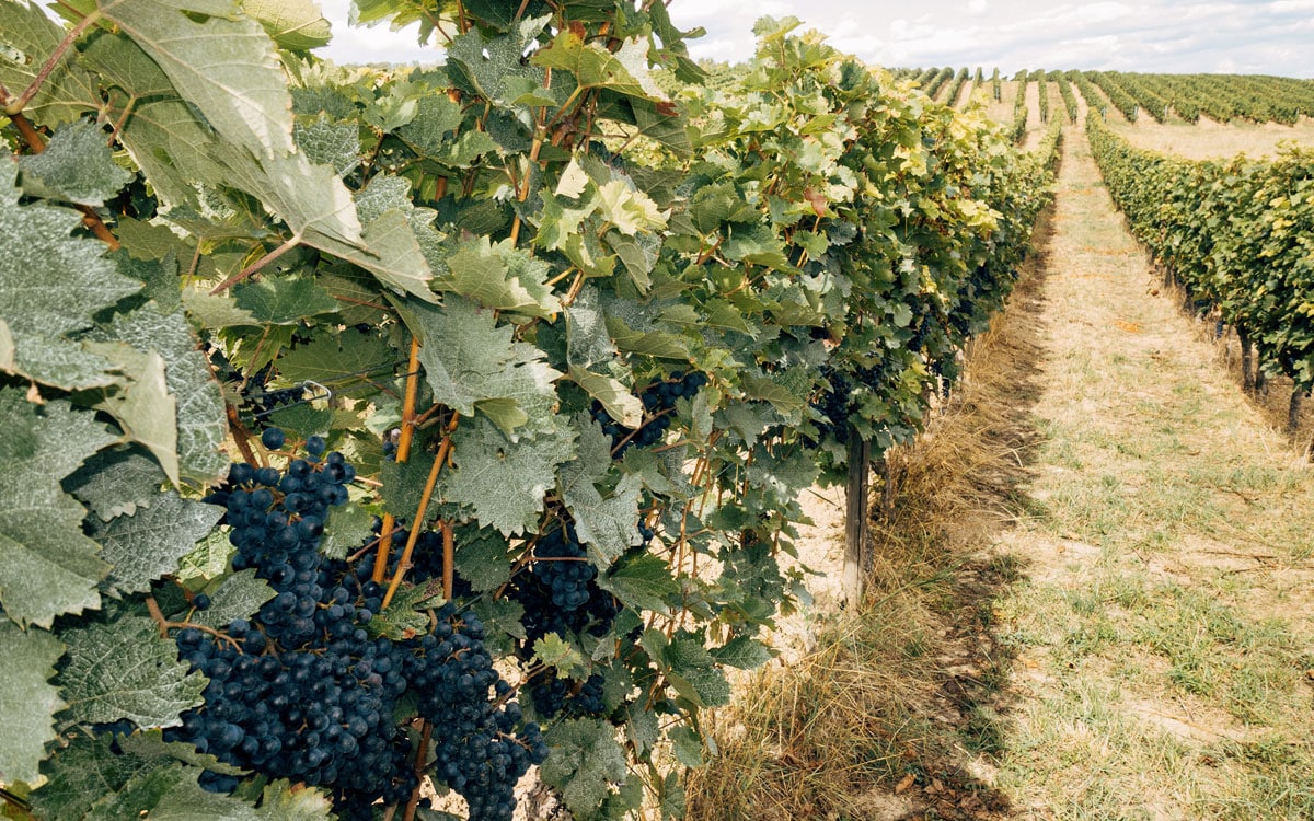 Nuevas variedades de uvas resistentes para los vinos de Madrid - Restaurantes 7 Capillas, Hacienda La Coracera