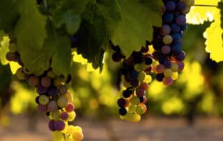 Uvas centenarias recuperadas en Madrid - Restaurante 7 Capillas - Hacienda la Coracera