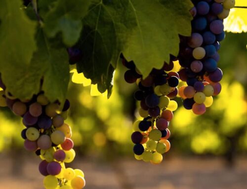 Uvas centenarias recuperadas en Madrid