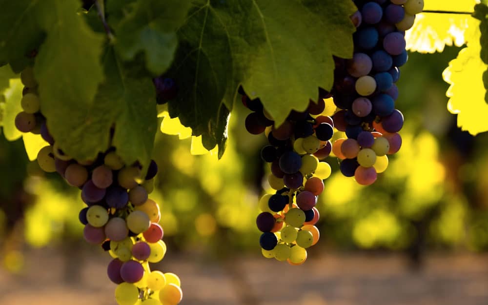 Uvas centenarias recuperadas en Madrid - Restaurante 7 Capillas - Hacienda la Coracera
